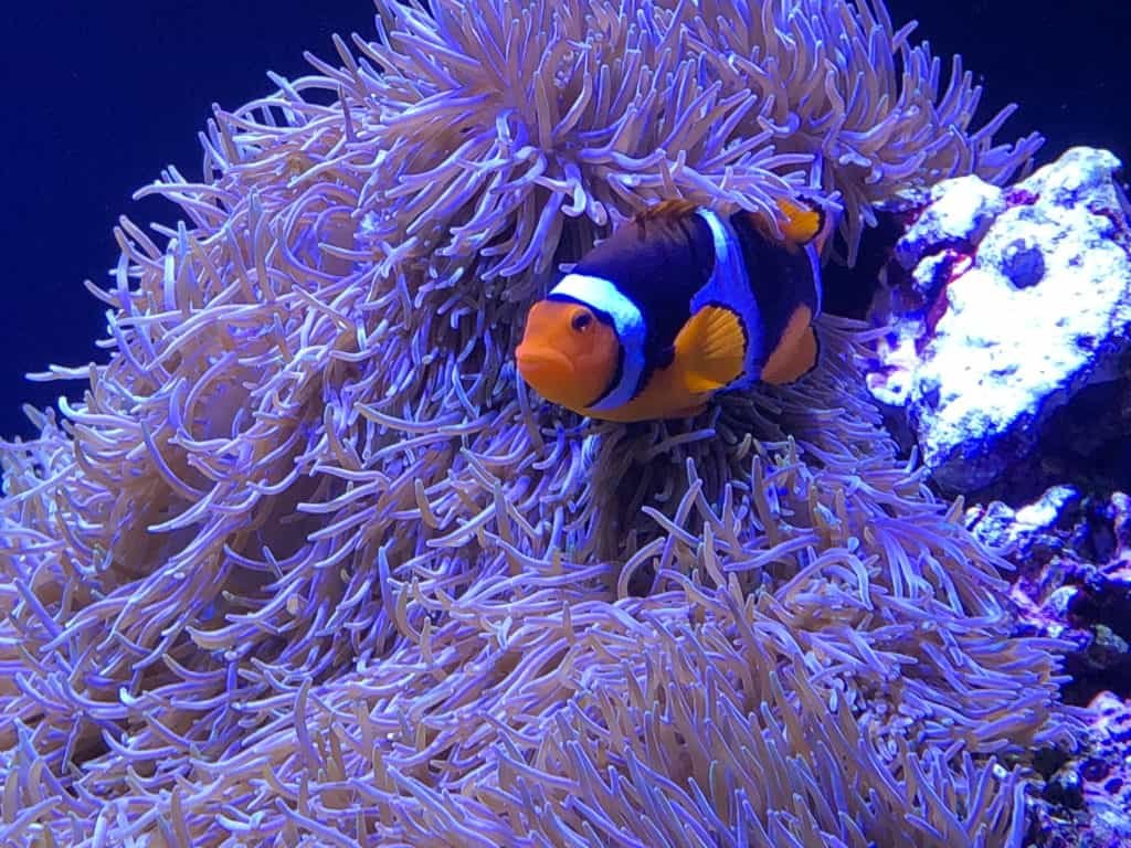 Seattle Aquarium: The Story and Experience - Vacation Geeks